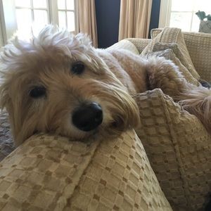 Meet your Posher, Sydney